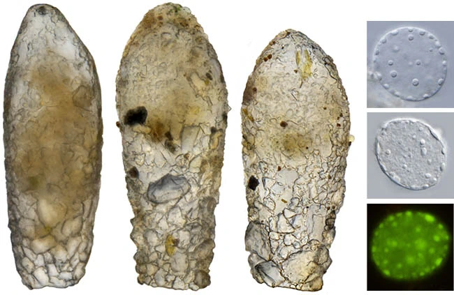 Cylindrifflugia lanceolata