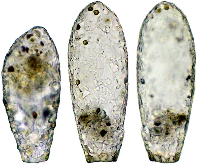 Cylindrifflugia lanceolata