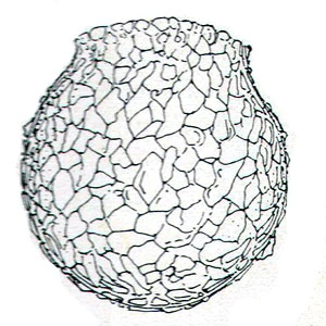 Difflugia lebes