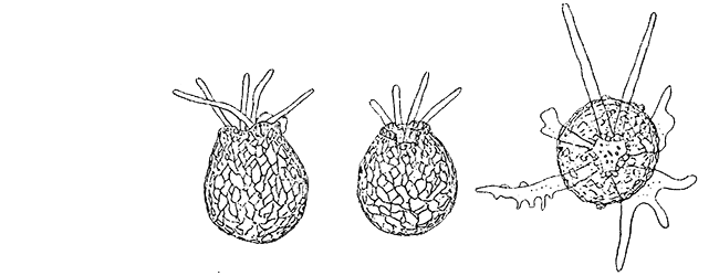 Difflugia limnetica