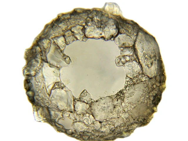 Difflugia lithoplites