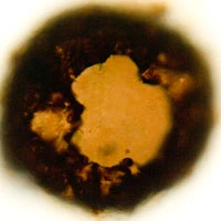 Difflugia lithoplites