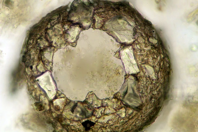 Difflugia lithoplites