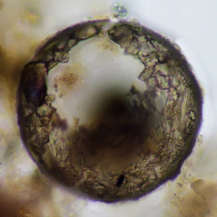 Difflugia lithoplites