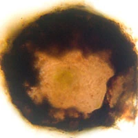 Difflugia lithoplites