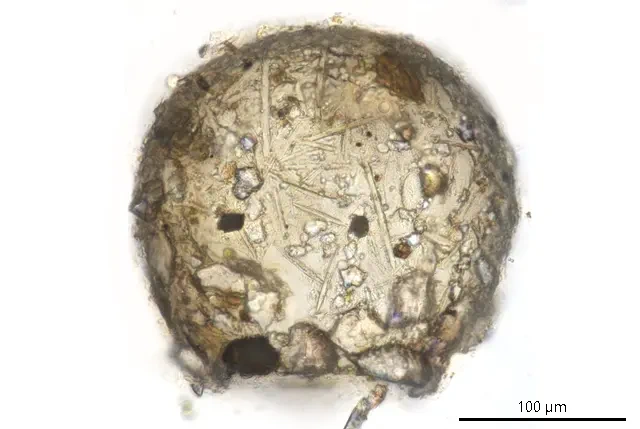 Difflugia lithoplites