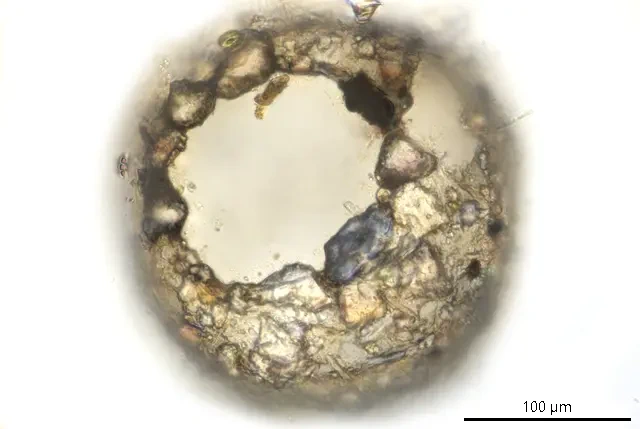 Difflugia lithoplites