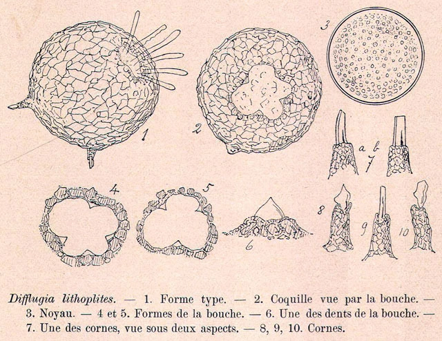 Difflugia lithoplites