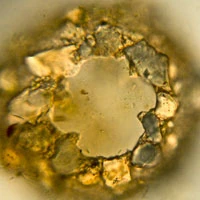 Difflugia lithoplites