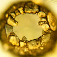 Difflugia lithoplites