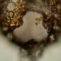 Netzelia lobostoma
