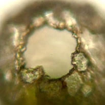 Netzelia lobostoma 
