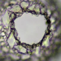 Netzelia lobostoma 
