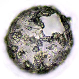 Netzelia gramen
