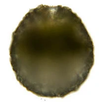 Netzelia lobostoma
