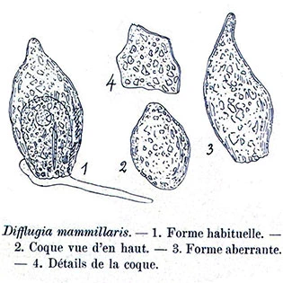 Difflugia mammillaris
