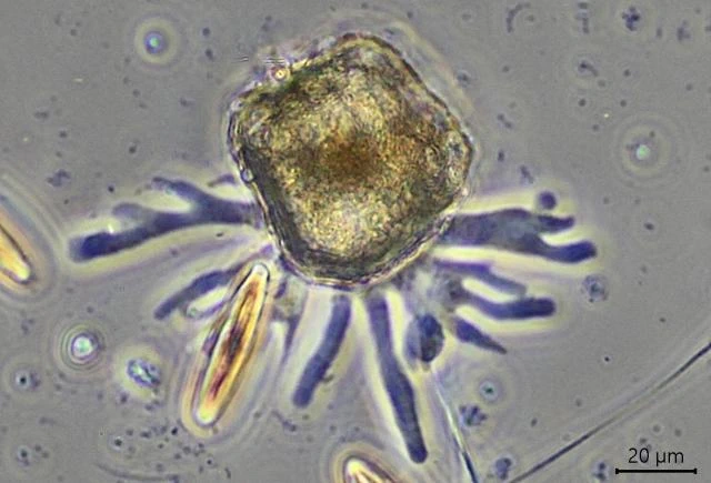 Pentagonia shablensis