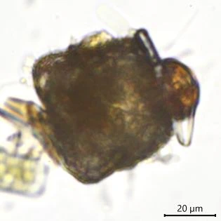 Pentagonia shablensis