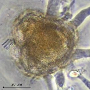 Pentagonia shablensis