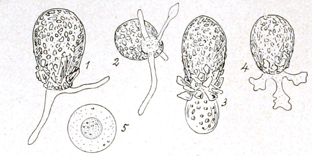 Difflugia manicata