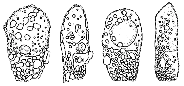 Difflugia manicata
