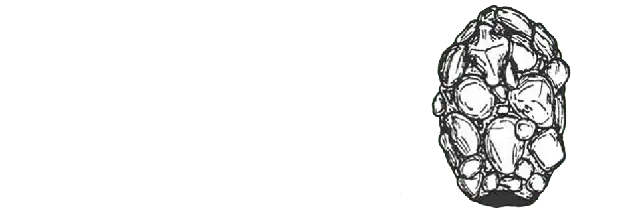 Difflugia minuta