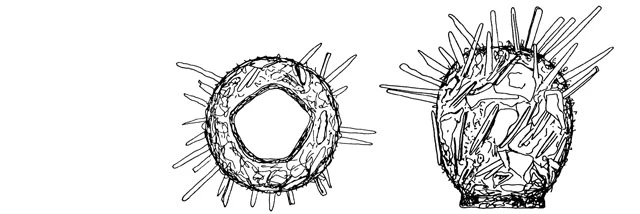 Difflugia pentagonostoma