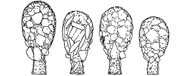 Difflugia pyriformella