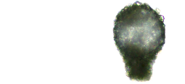 Difflugia quangtrani