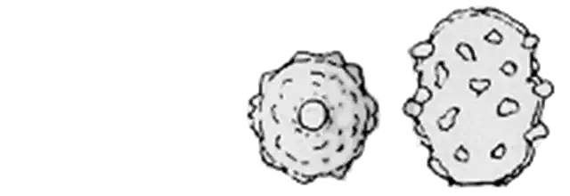 Difflugia richmondiae