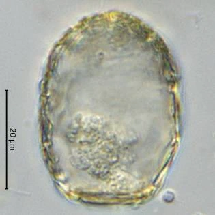 Difflugia saxicola