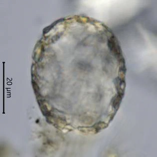 Difflugia saxicola