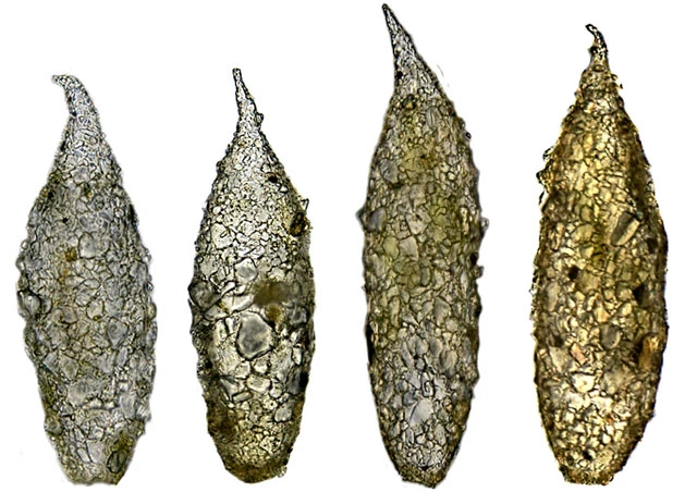 Difflugia scalpellum