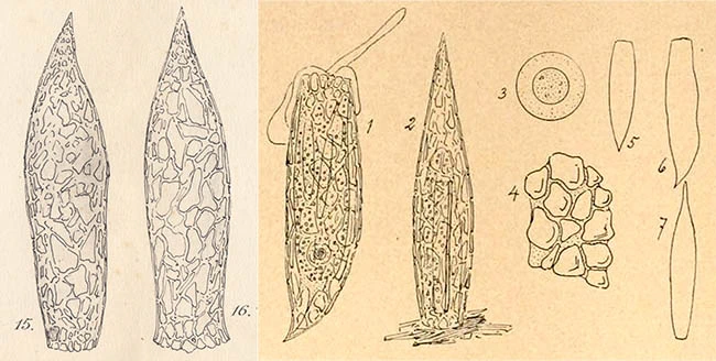 Difflugia scalpellum