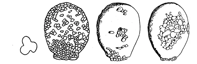 Difflugia schuurmani