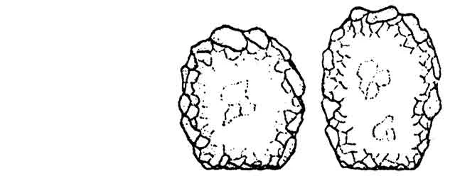 Difflugia truncata