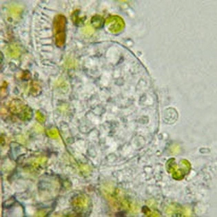 Netzelia tuberculata