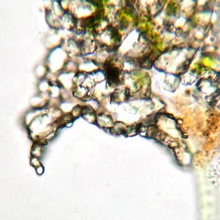 Netzelia tuberculata