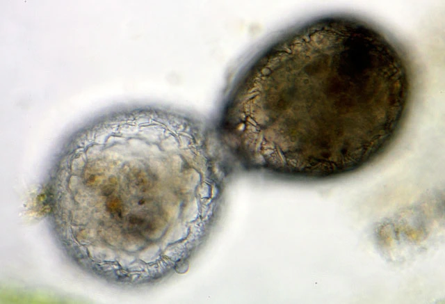 Netzelia tuberculata tuberculata