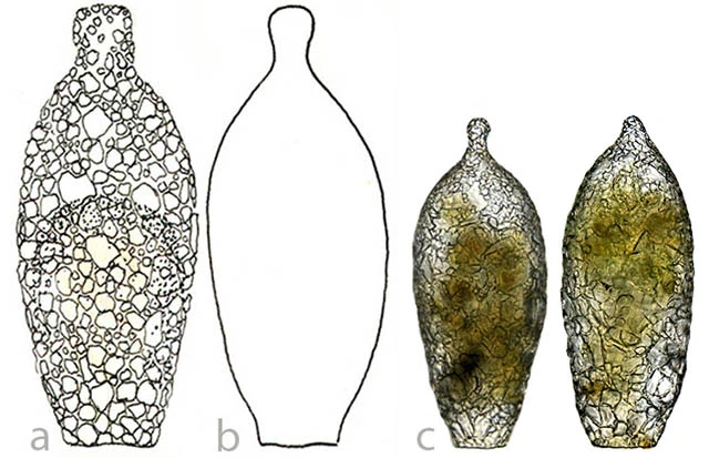 Difflugia umbilicata