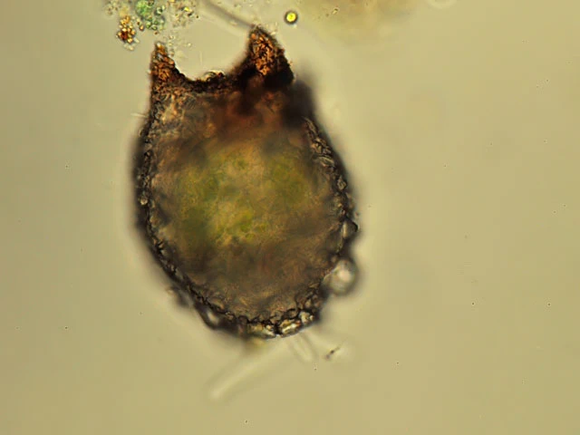 Difflugia varians