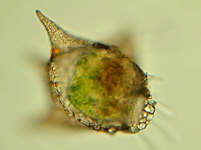 Difflugia varians