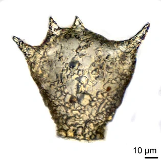 Difflugia varians