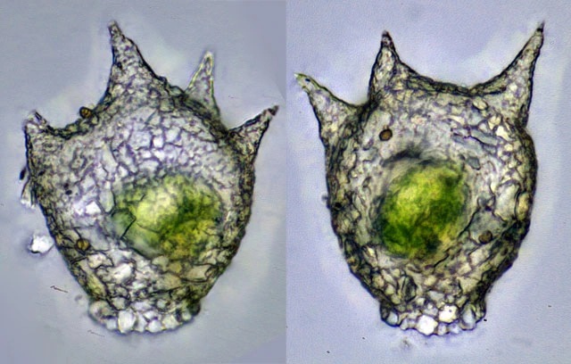Difflugia varians