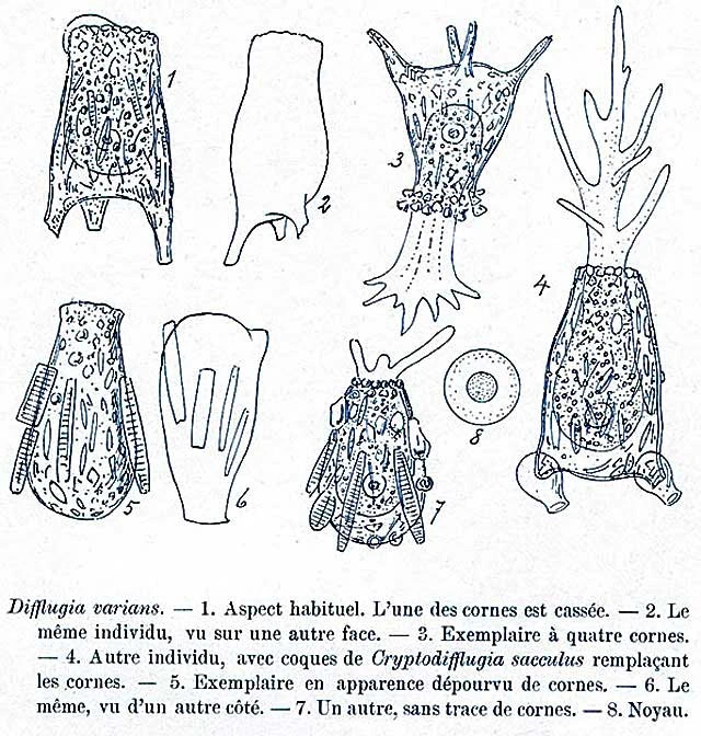 Difflugia varians