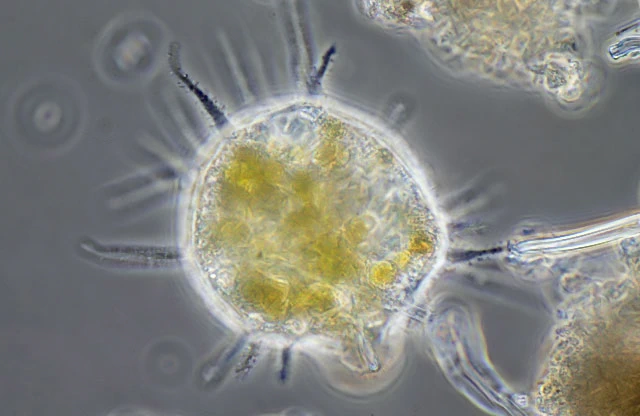 Dinamoeba mirabilis