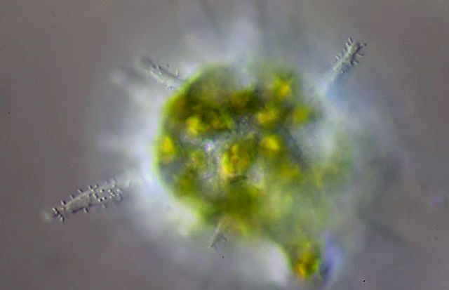 Dinamoeba mirabilis