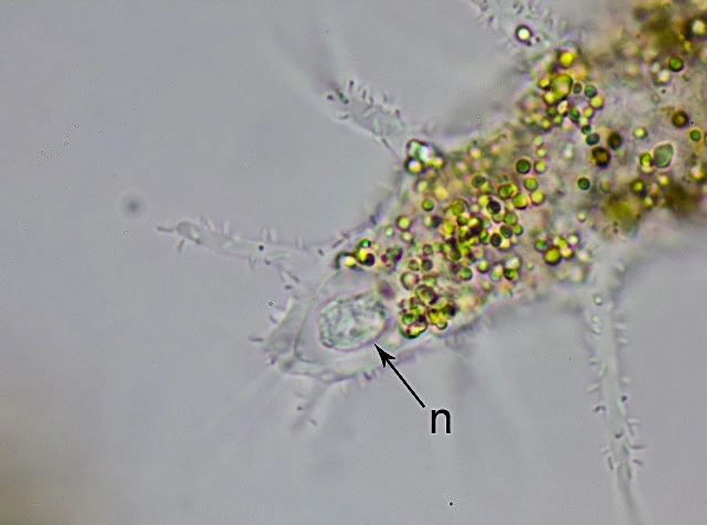 Dinamoeba mirabilis