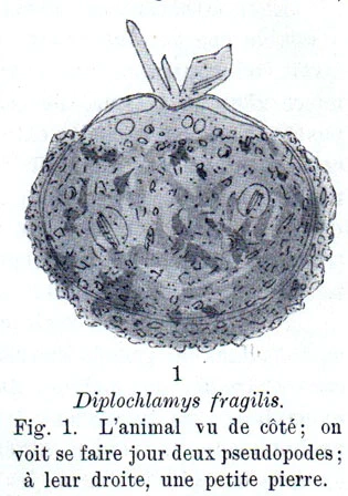 Diplochlamys fragilis