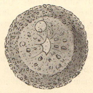 Diplochlamys timida